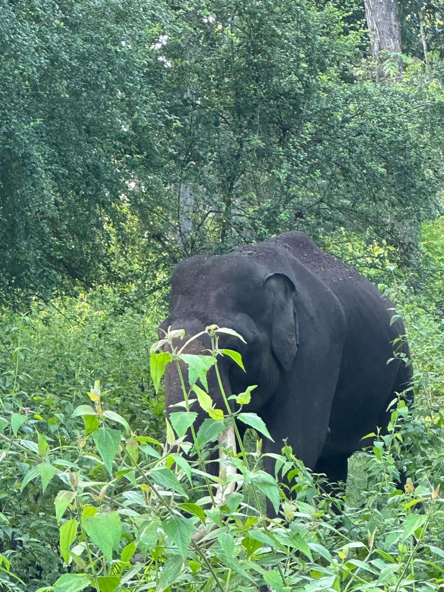 Angels Nest Home Stay 2 Acra Private Plantation Mountain Area Balconey Sunrice View Nearby Ngarhole Wild Life , Tholpetty Wild Life , Pakshipathalam Bird Santuary , Kuruva Island # Thirunelly & Thrissilery Temple Near By Secure Stay Wayanad Kerala Chegāt Esterno foto