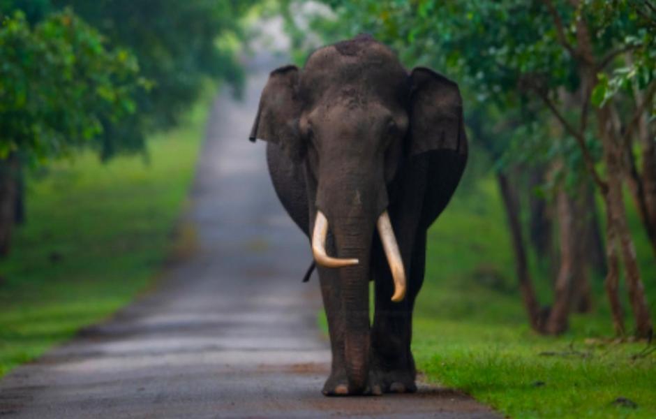 Angels Nest Home Stay 2 Acra Private Plantation Mountain Area Balconey Sunrice View Nearby Ngarhole Wild Life , Tholpetty Wild Life , Pakshipathalam Bird Santuary , Kuruva Island # Thirunelly & Thrissilery Temple Near By Secure Stay Wayanad Kerala Chegāt Esterno foto